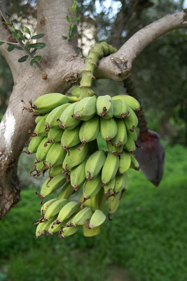 PICT1547 small banaanit.jpg - 165849 Bytes